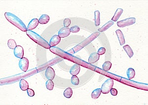 Microscopic fungi Trichosporon, hand-drawn illustration