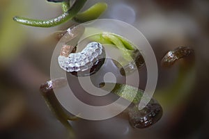 Microscopic green shoots under ribbed opium poppy seed shell. Papaver somniferum by microscope. Drug opiates and food plant