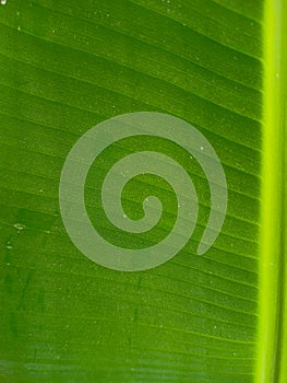 Microscopic image of Banana leaf. Banana leaf background.Banana leaf micro image.