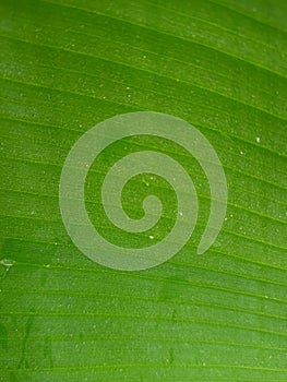 Microscopic image of Banana leaf. Banana leaf background.Banana leaf micro image.