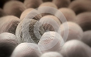 Microscopic image of cells