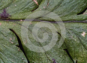 Microscopic image of a fern leaf, scientific polypodiopsida photo
