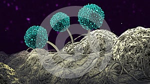 Microscopic image of growing molds or mold fungus and spores