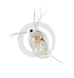 Zooplankton Water Flea Daphnia photo