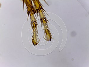 Microscopic Lateral View of a Male Human Flea (Pulex irritan