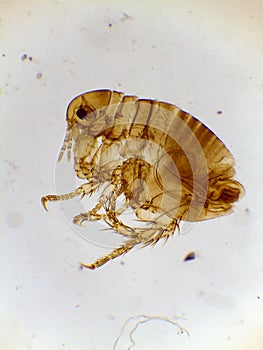 Microscopic Lateral View of a Male Human Flea (Pulex irritan