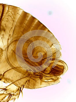 Microscopic Lateral View of a Male Human Flea (Pulex irritan
