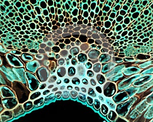 Microscopic leaf section