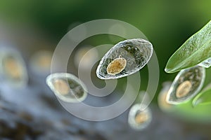 Microscopic life: a solitary protozoan drifting through fluid, unveiling beauty of unicellular life, embodying photo
