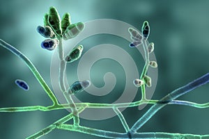Microscopic mold fungi Curvularia photo