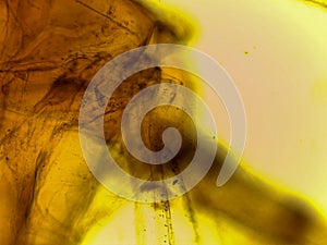 Microscopic Morphology of Culex pipiens Mosquito Larval or Pupal Head Capsule and Appendage