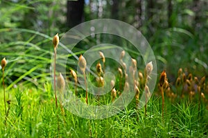 Microscopic moss Sporophyte Calyptra of Polytrichum commune