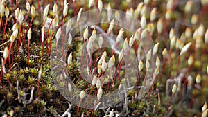 Microscopic moss Sporophyte Calyptra of Polytrichum commune, common haircap, great golden maidenhair. Floral background macro