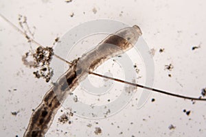 Microscopic organisms from the pond water. Nematode