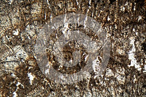 Microscopic photo of a thin section of calcareous tufa photo