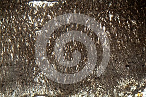 Microscopic photo of a thin section of calcareous tufa photo