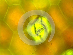 Microscopic photograph of under side of Zebrina pendula leaf showing stoma photo