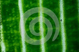 Microscopic photography of a banana plant leaf