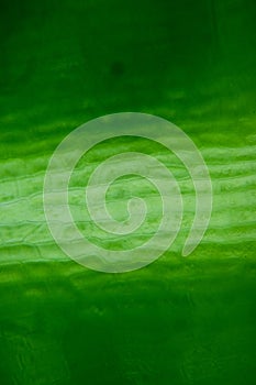 Microscopic photography of a banana plant leaf