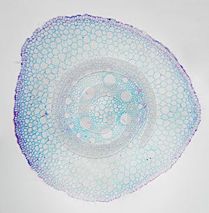 Microscopic photography. Young Root of plant, transversal section.