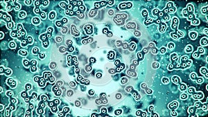 Microscopic plate of bacteria multiplying themselves