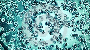 Microscopic plate of bacteria multiplying themselves