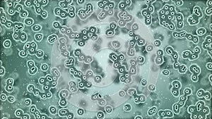 Microscopic plate of bacteria multiplying themselves