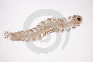 Microscopic polychaete or bristle worms under microscope view