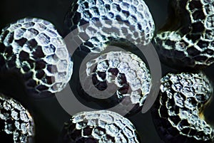 Microscopic seeds opium poppy Papaver somniferum. Wet shoots by microscope. Narcotic, drug opiates and food plant. Super