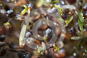 Microscopic shoots opium poppy Papaver somniferum. Narcotic, drug opiates and food plant