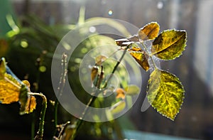 Microscopic spider mites quickly move along the cobweb entangling the leaves of a house indoor plant. Close-up. Selective focus