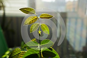 Microscopic spider mites quickly move along the cobweb entangling the leaves of a house indoor plant. Close-up. Selective focus