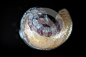 Microscopic sprouted seeds opium poppy Papaver somniferum. Wet shoots by microscope. Narcotic, drug opiates and food plant