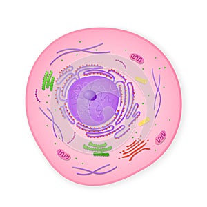 Microscopic structure of cell. Cytoplasm with elements of golgi apparatus photo