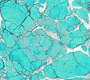 Microscopic View Adipose Tissue Cellular Structure