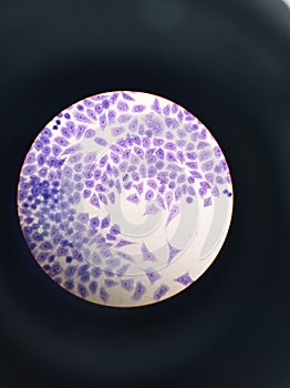 Microscopic view of an animal cell photo