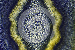 Microscopic view of Border forsythia (Forsythia x intermedia) stem centre cross-section photo