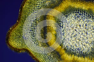 Microscopic view of Border forsythia Forsythia x intermedia stem cross-section photo