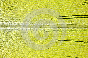 Microscopic view of Canadian waterweed Elodea canadensis leaf