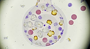 Microscopic View of Cells and Organisms