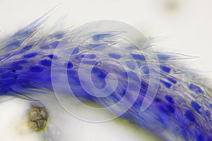 Microscopic view of a Common chicory Cichorium intybus flower stigma detail