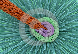 Microscopic View of Complex Cellular Structure with Green and Orange Components
