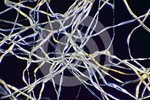 Microscopic view of a cotton fibers