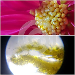 Microscopic view of dahlia  flower