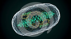 Microscopic view of a detailed Poxvirus model
