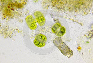 Microscopic view of detritus with algae Cosmarium and bacteria