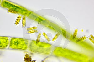 Microscopic view of a diatoms Diatoma and green algae filaments photo
