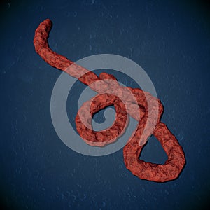 Microscopic view of the Ebola virus