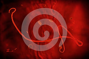 Microscopic view of the Ebola virus