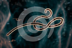 Microscopic view of the ebola virus illustration